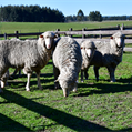 INIA trabaja en la oveja más deseada: eficiente, resiliente y que emita menos metano 