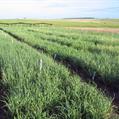 Comportamiento sanitario de cultivares y eficiencia de fungicidas para trigo y cebada