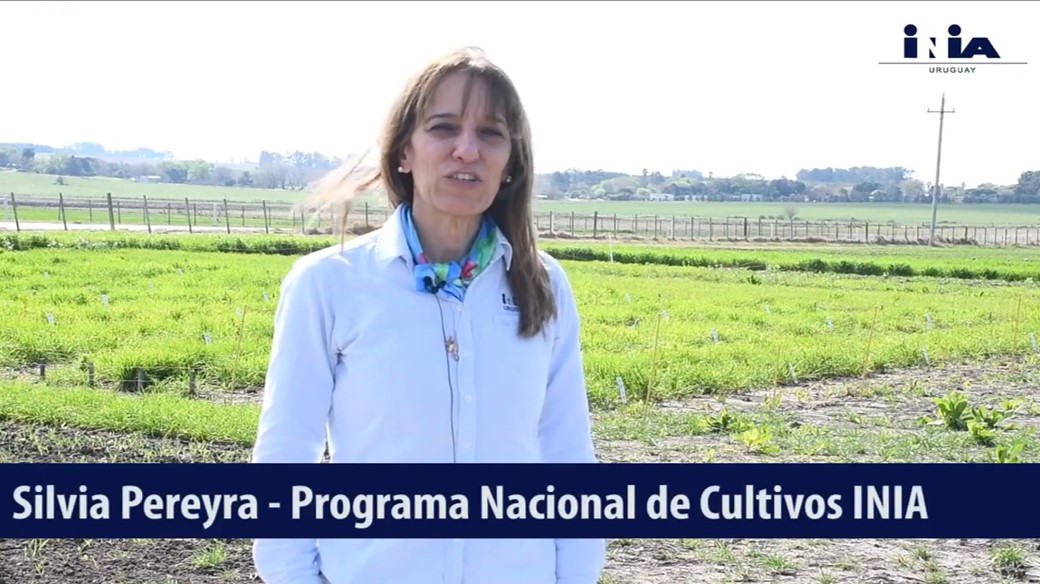 Estado sanitario de trigos y cebada en primeras etapas y manejo – Zafra 2022