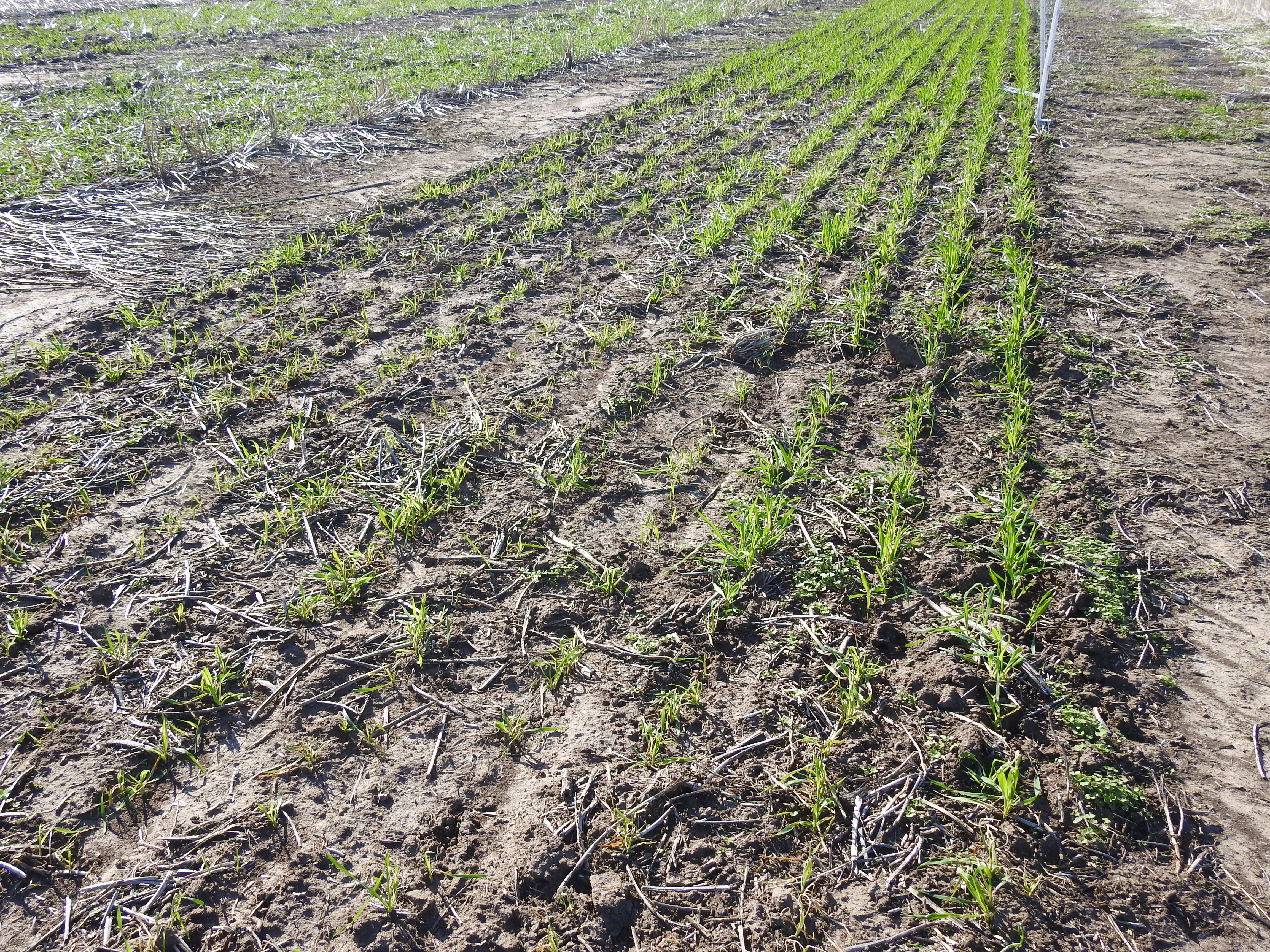 Potencial riesgo de daño en próximas siembras agrícolas y de pasturas.