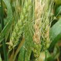 Recomendaciones a tener presentes en pre cosecha, cosecha y post cosecha atendiendo a la fusariosis de la espiga y contenido de micotoxinas en granos de trigo y cebada  