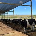 Precaución en el tambo: riesgo de pérdidas gestacionales en bovinos por estrés calórico