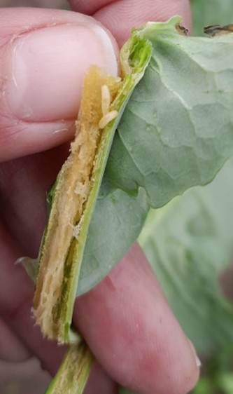 Presencia de mosca barrenadora del tallo de colza en Uruguay: Situación actual y consideraciones.