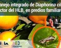 Manejo integrado de Diaphorina citri, vector del HLB, en predios familiares citrícolas