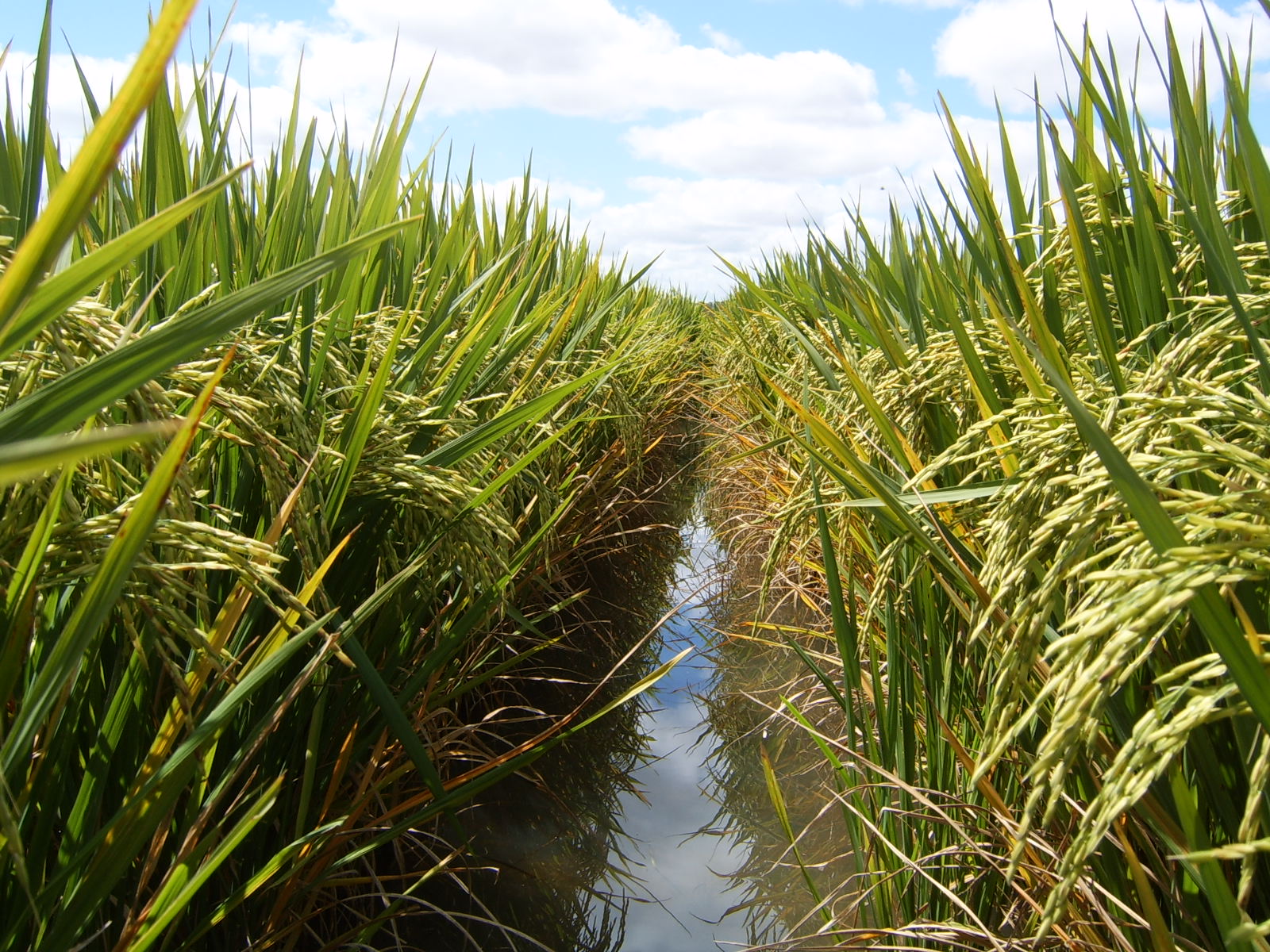  Producción de Arroz