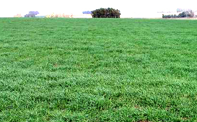 Pasturas y Forrajes