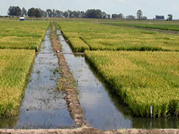 Arroz - Ganadería