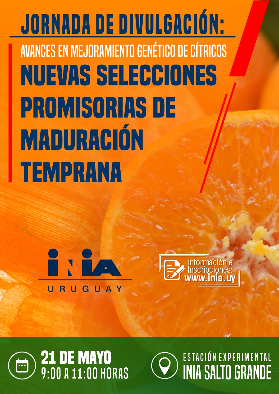 Actividad Mandarinas SG