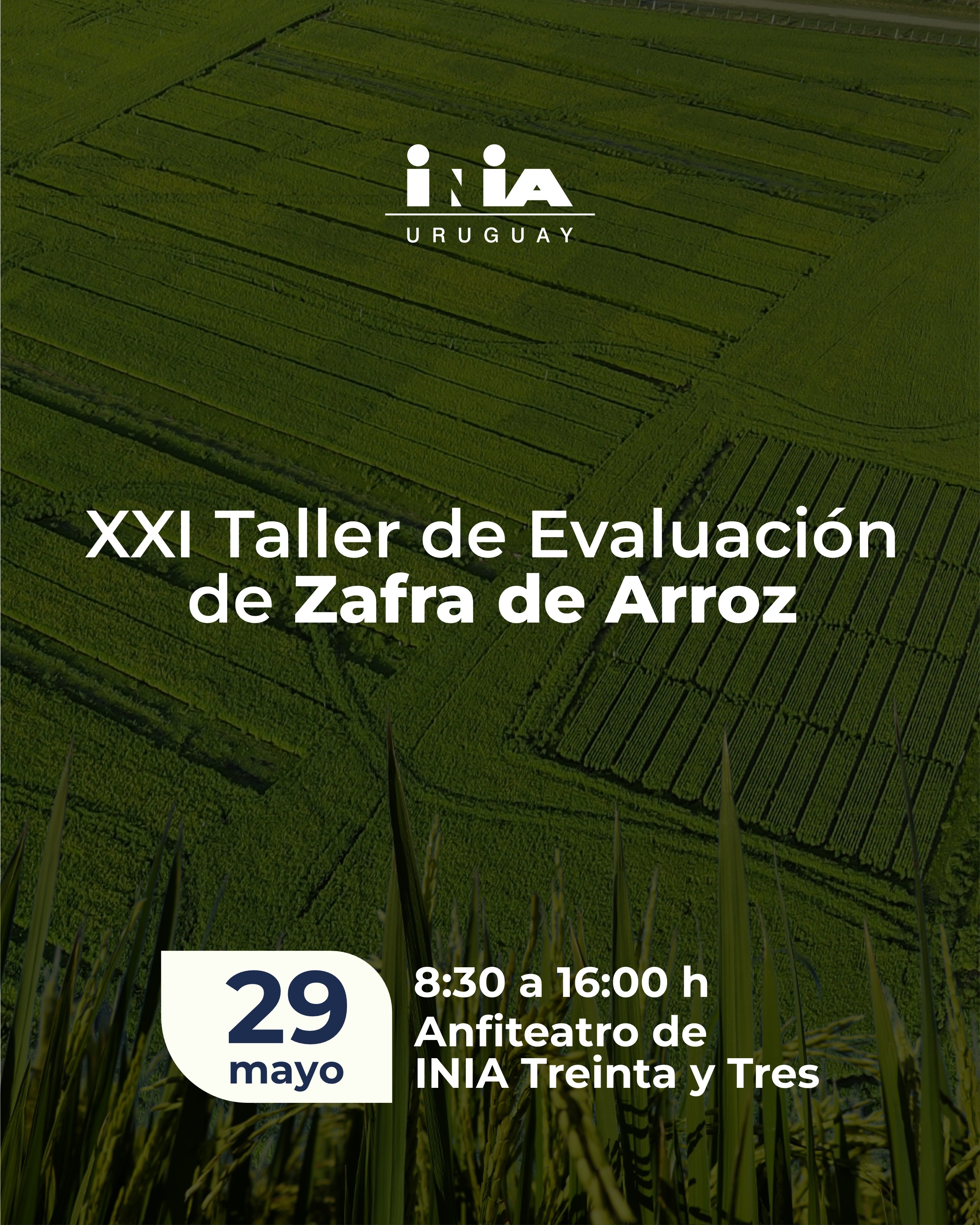 Taller Arroz 2025
