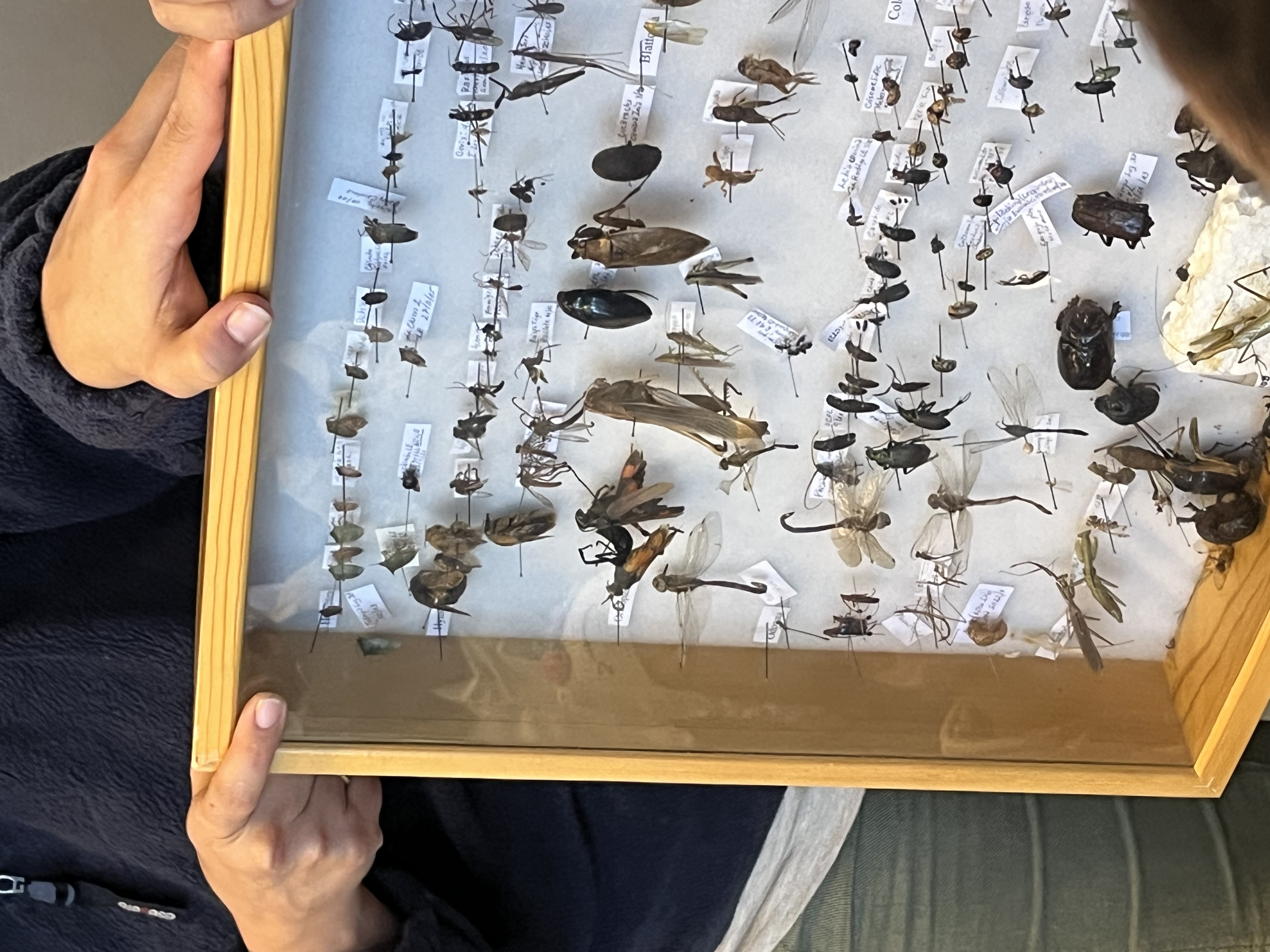 insectos