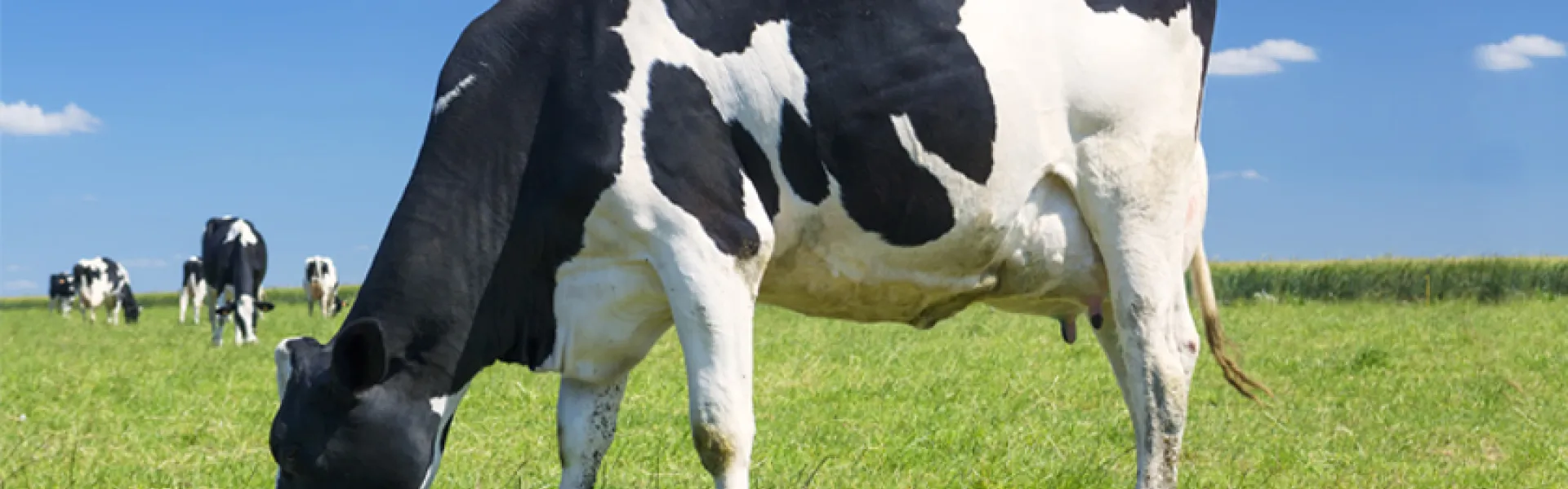 vaca