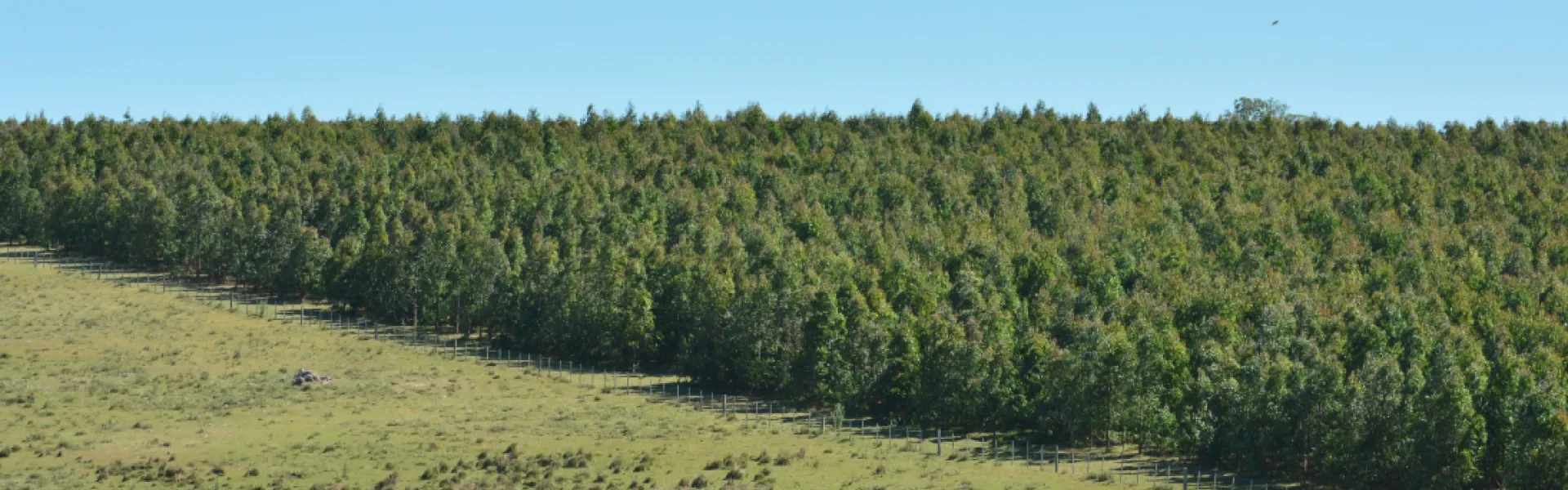 paisaje con plantación de eucaliptus