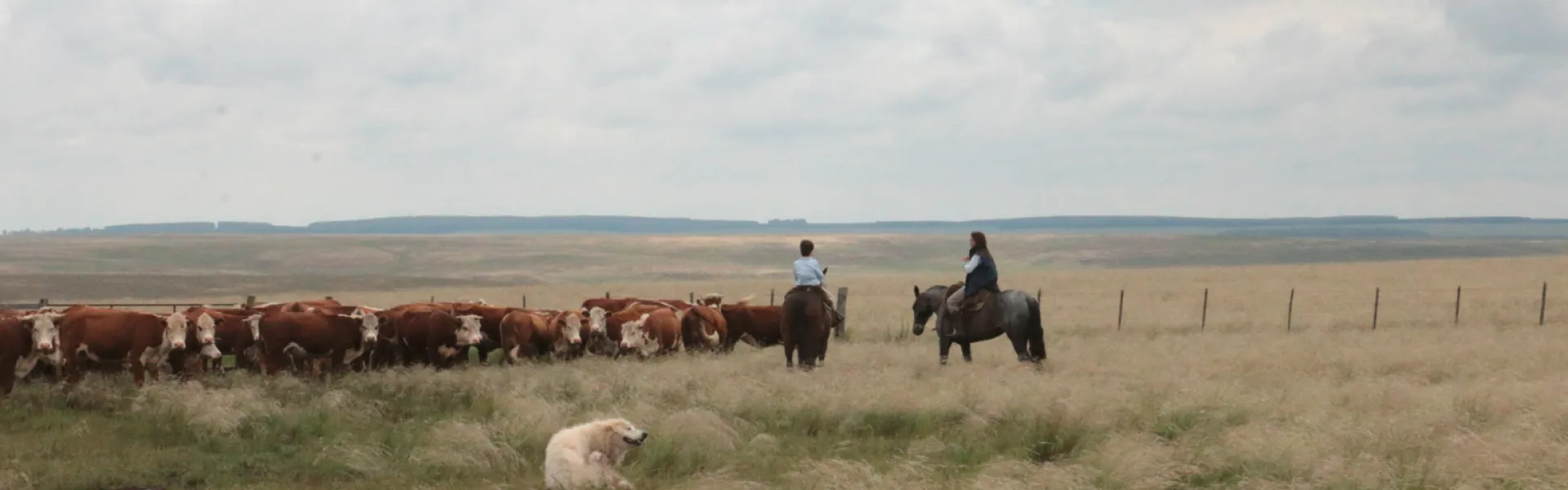 mujeres a caballo en el campo, con vacas y un perro. el cielo esta nublado