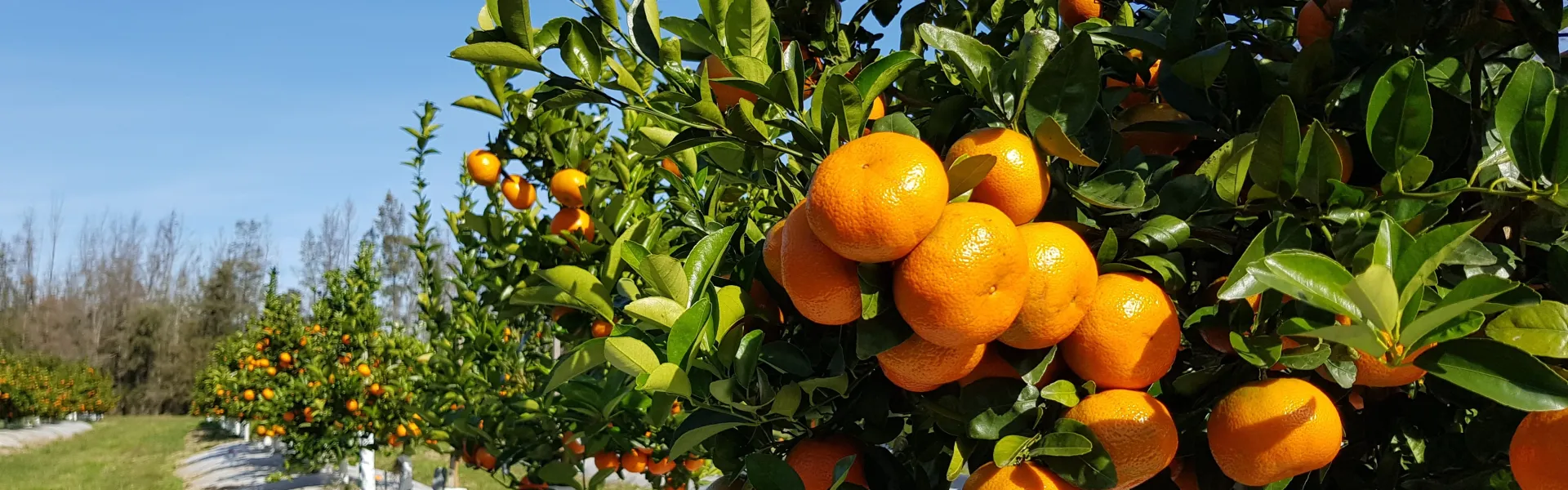 MANDARINAS