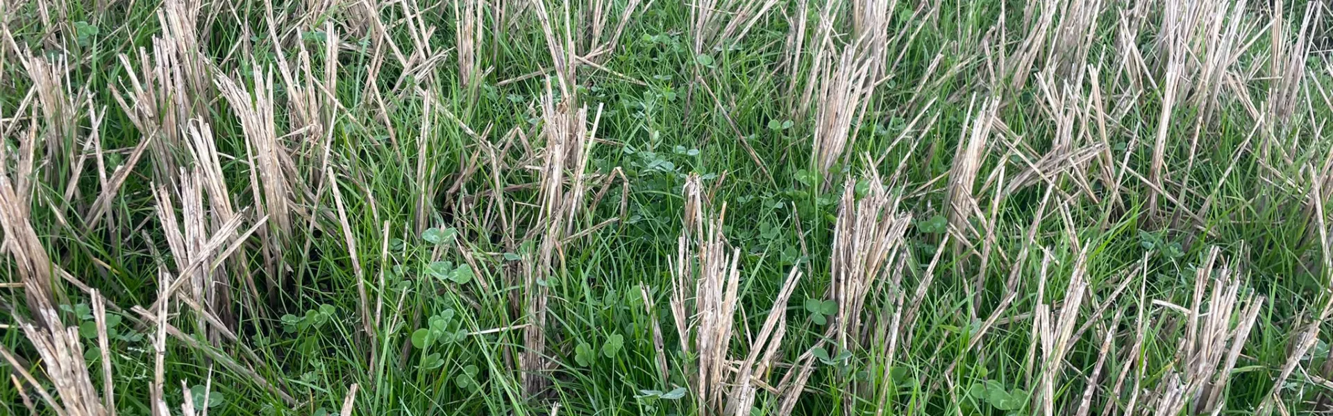 Ajustando el paquete tecnológico de pasturas en sistemas arroz-ganadería