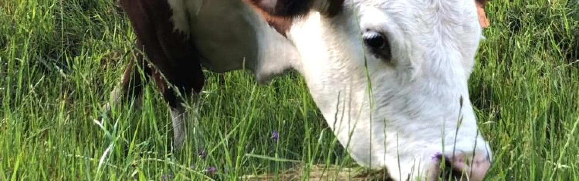 Vaca pastando