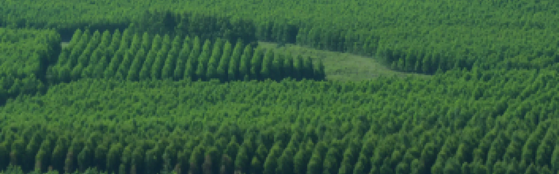 Forestación pinos 