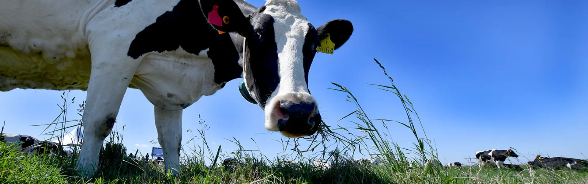 vaca holando pastando