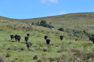 Paisaje de campo natural con cielo celeste despejado y vacas