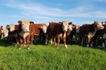 Ganado Hereford