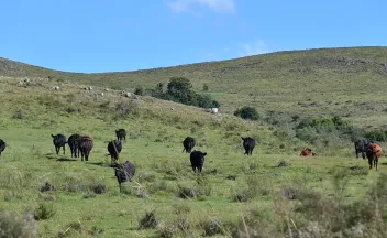 Paisaje de campo natural con cielo celeste despejado y vacas