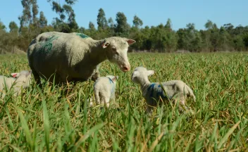 Ovinos raza merino x finnish landrace 
