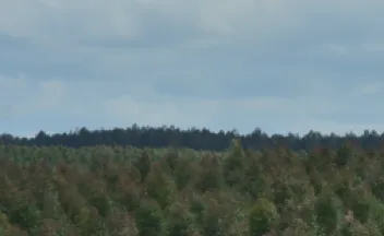campo forestal
