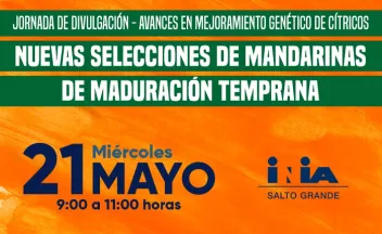 Actividad Mandarinas SG