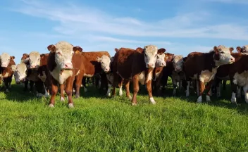 Ganado Hereford