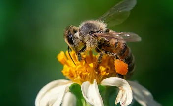 abeja - polen