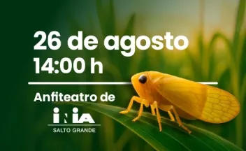 Chicharrita_SG