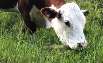 Vaca pastando