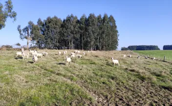 merino dohne a campo