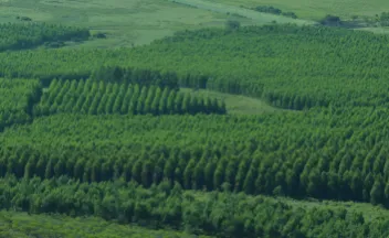 Forestación pinos 