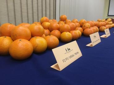 citrus  prueba con productores