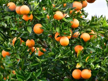 Citrus  árbol cargado de mandarinas