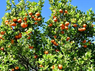 Citrus  árbol cargado de mandarinas