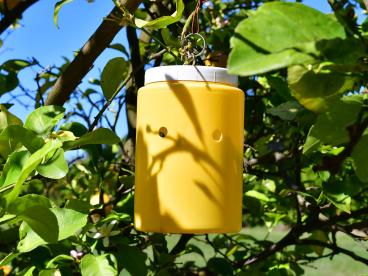 Citrus Trampa en arbol frutal
