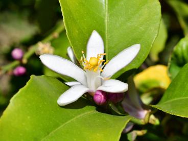 Citrus Azahar, flor de citrus