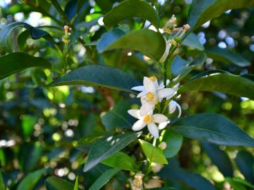 Citrus Azahar, flor de citrus