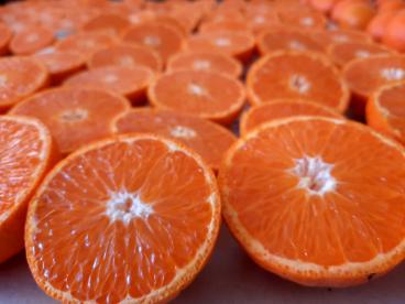 Citrus nueva variedad f2p3