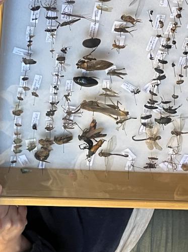 insectos